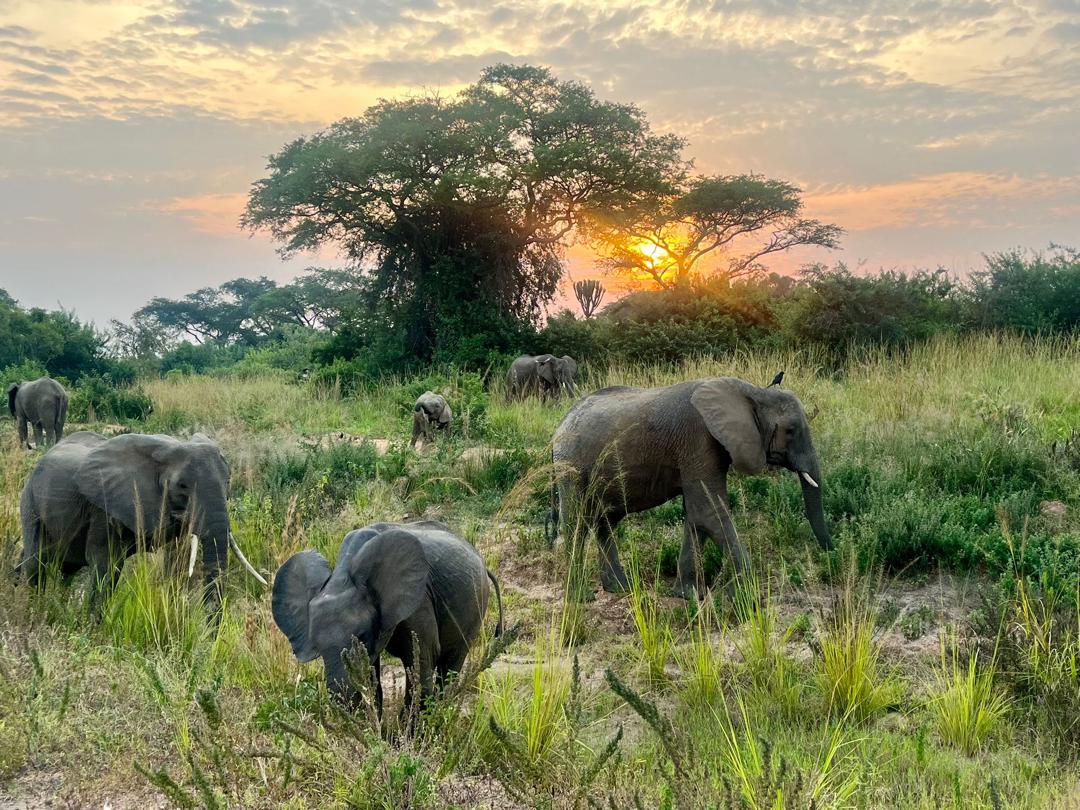 Rwanda-Uganda Wildlife Safari