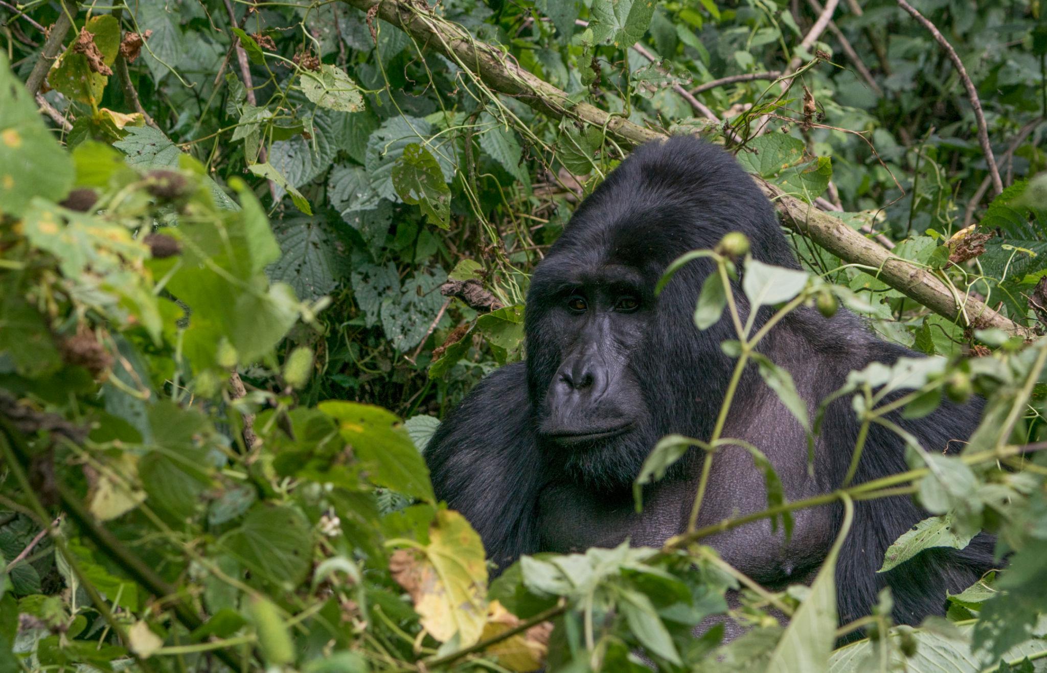 Bwindi Impenetrable National Park