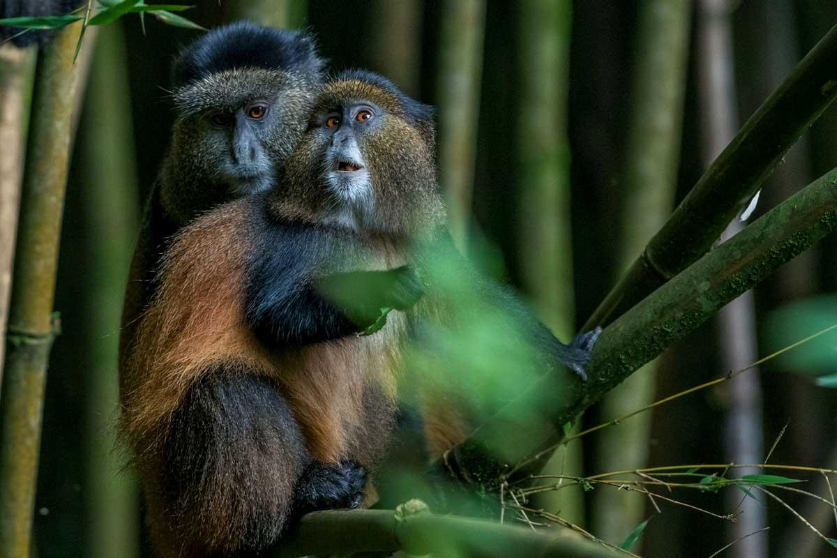 03 Days Mgahinga Gorilla National Park & Batwa Trail